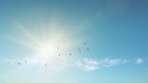 Lintuparvi lentämässä taivaalla auringon paistaessa